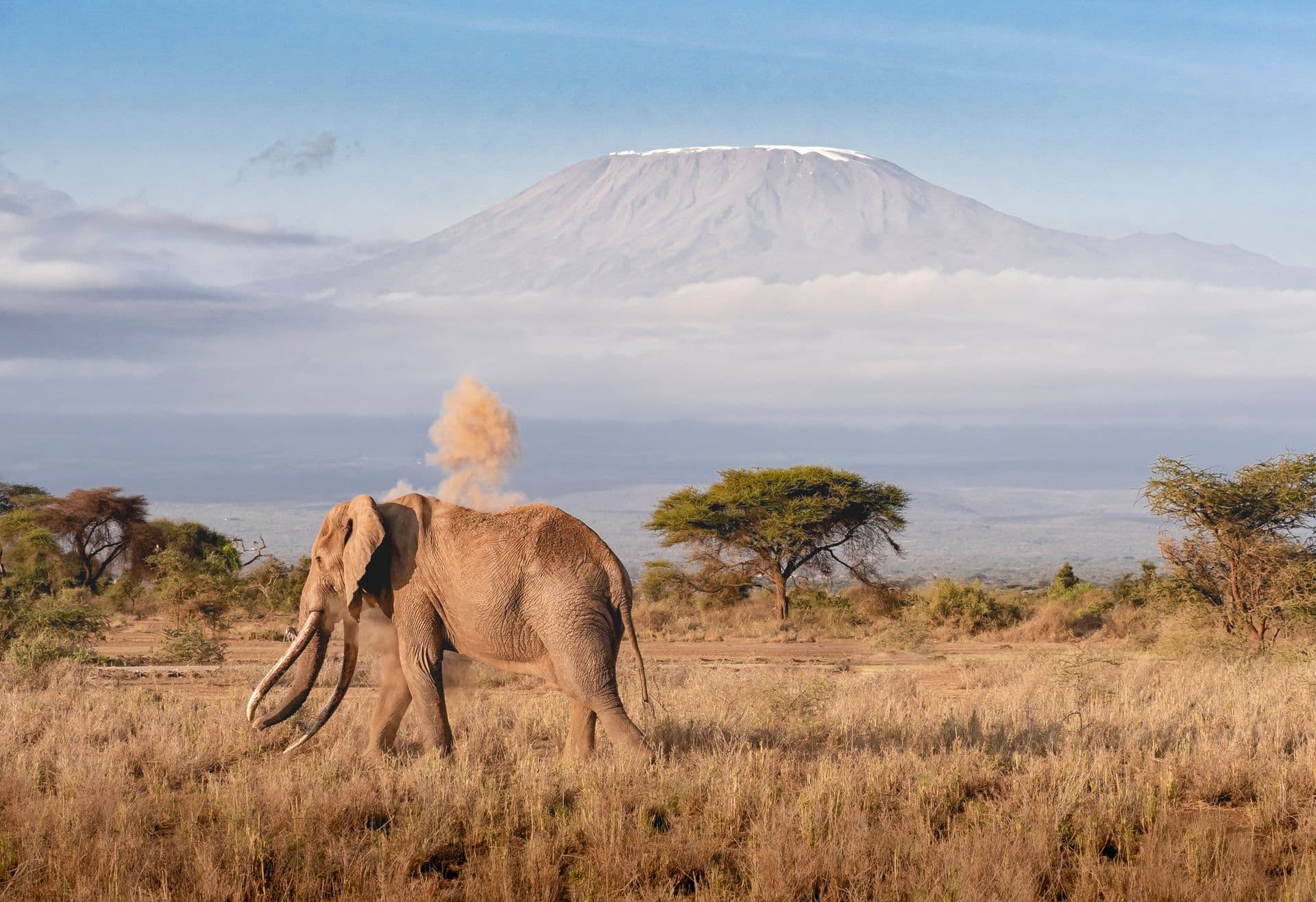 Elephant on the savanna with Kilimanjaro behind