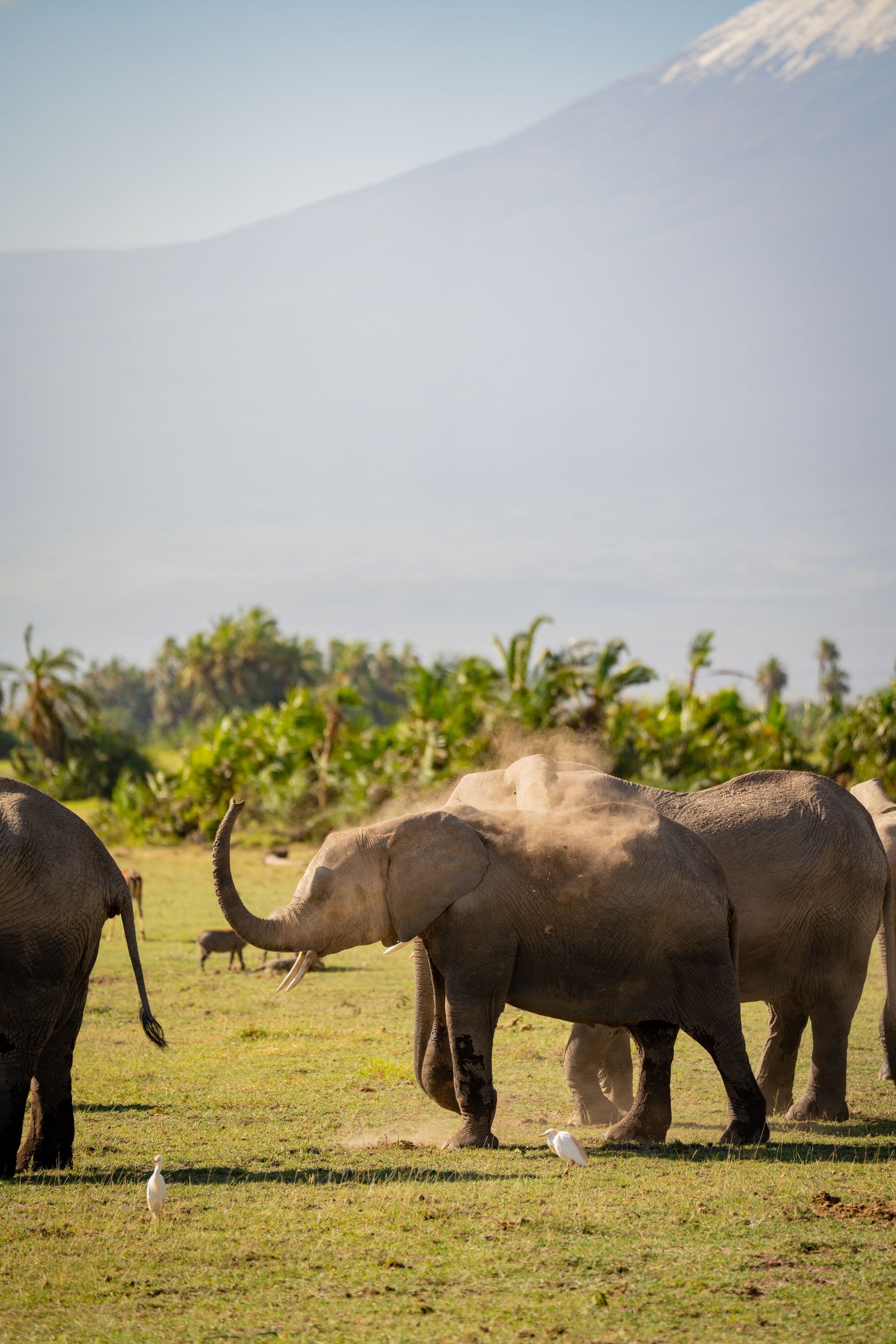 Elephant family walking together