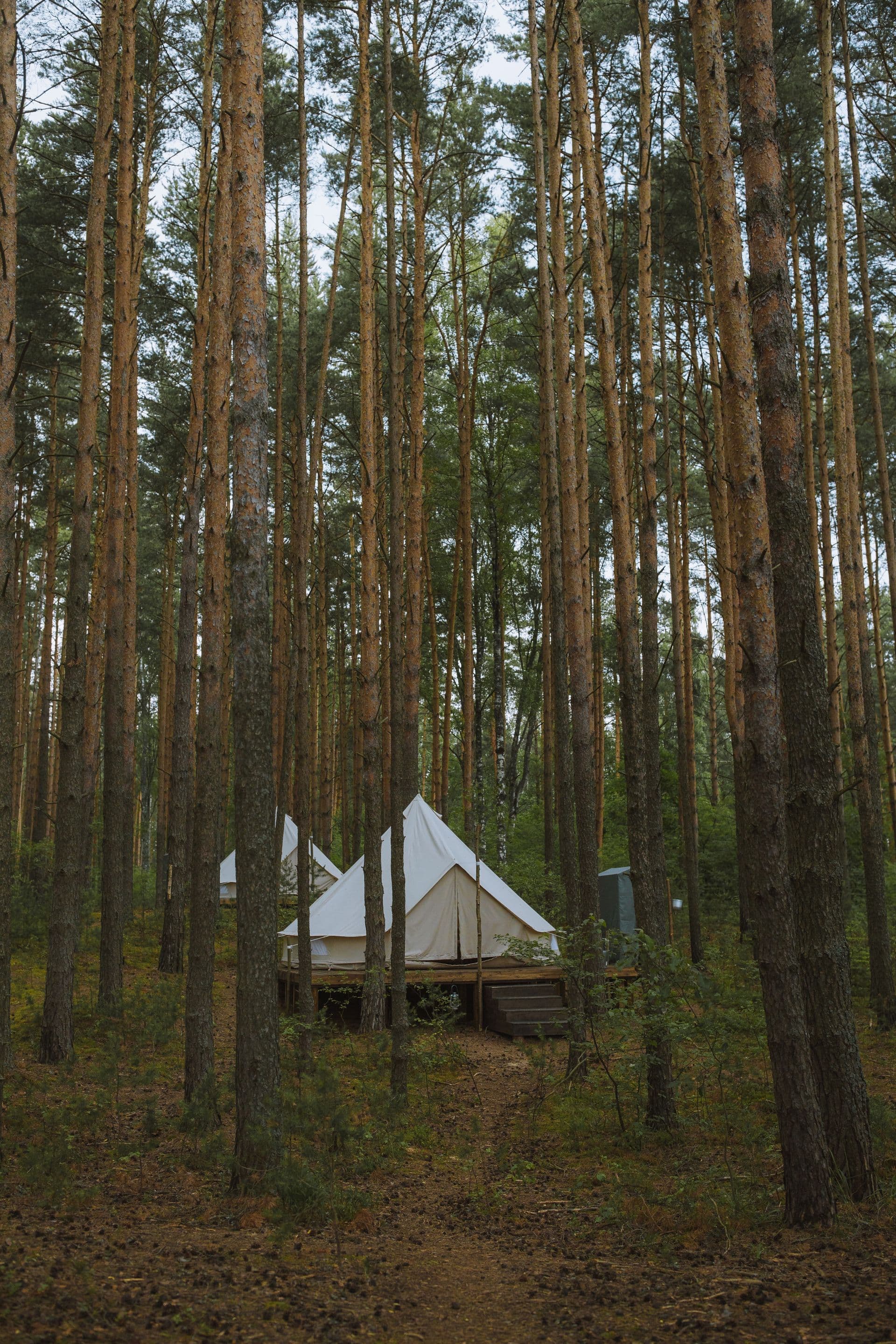 Tented camp set up under acacia trees