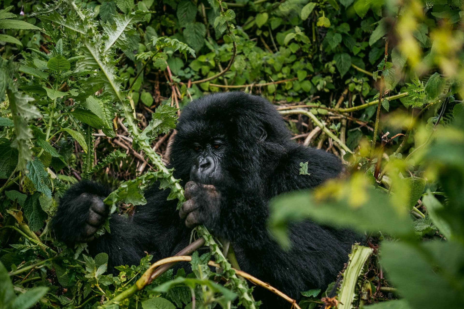 Mountain gorilla feeding in Bwindi