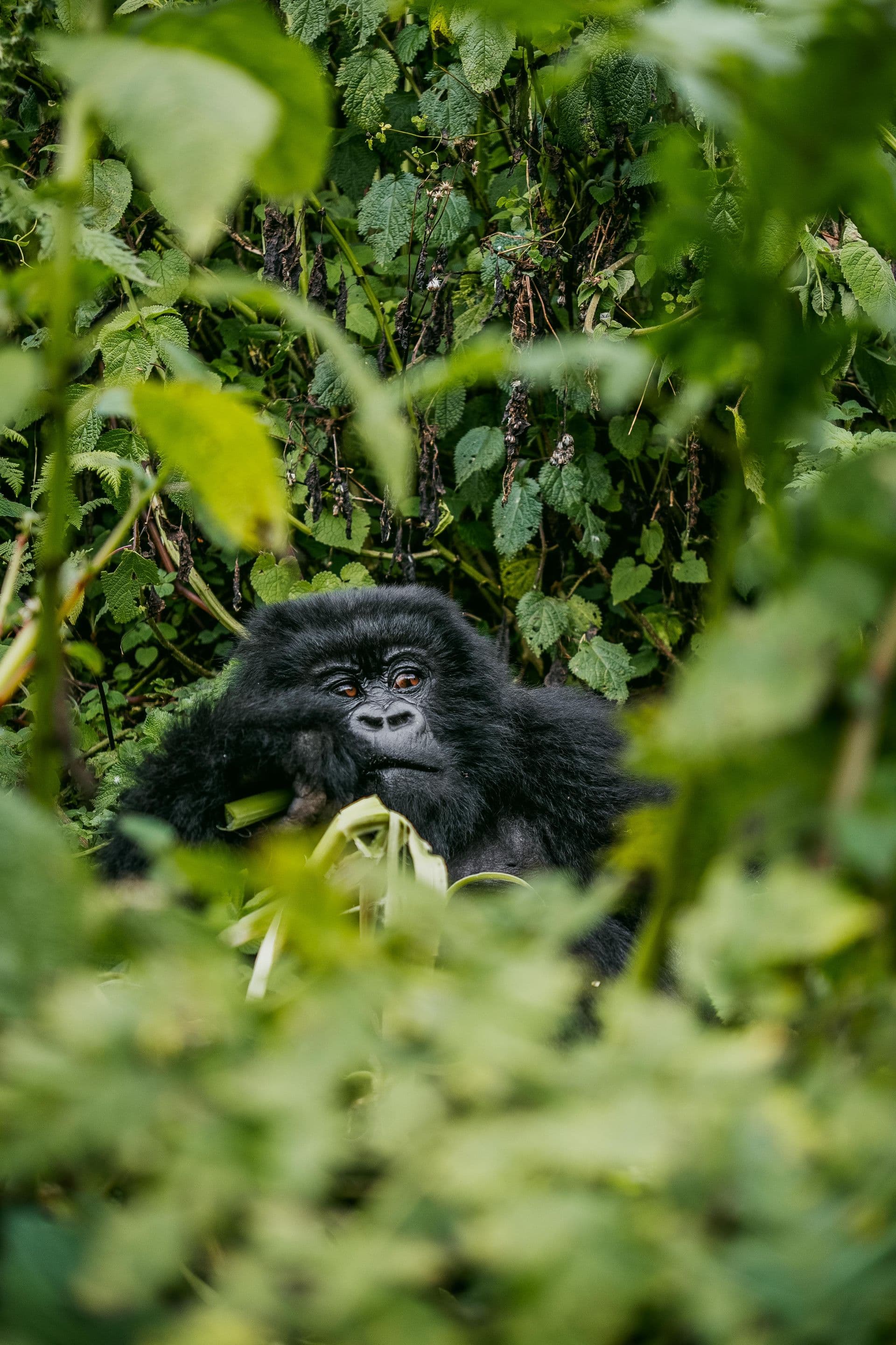 Gorilla among dense green foliage in Bwindi