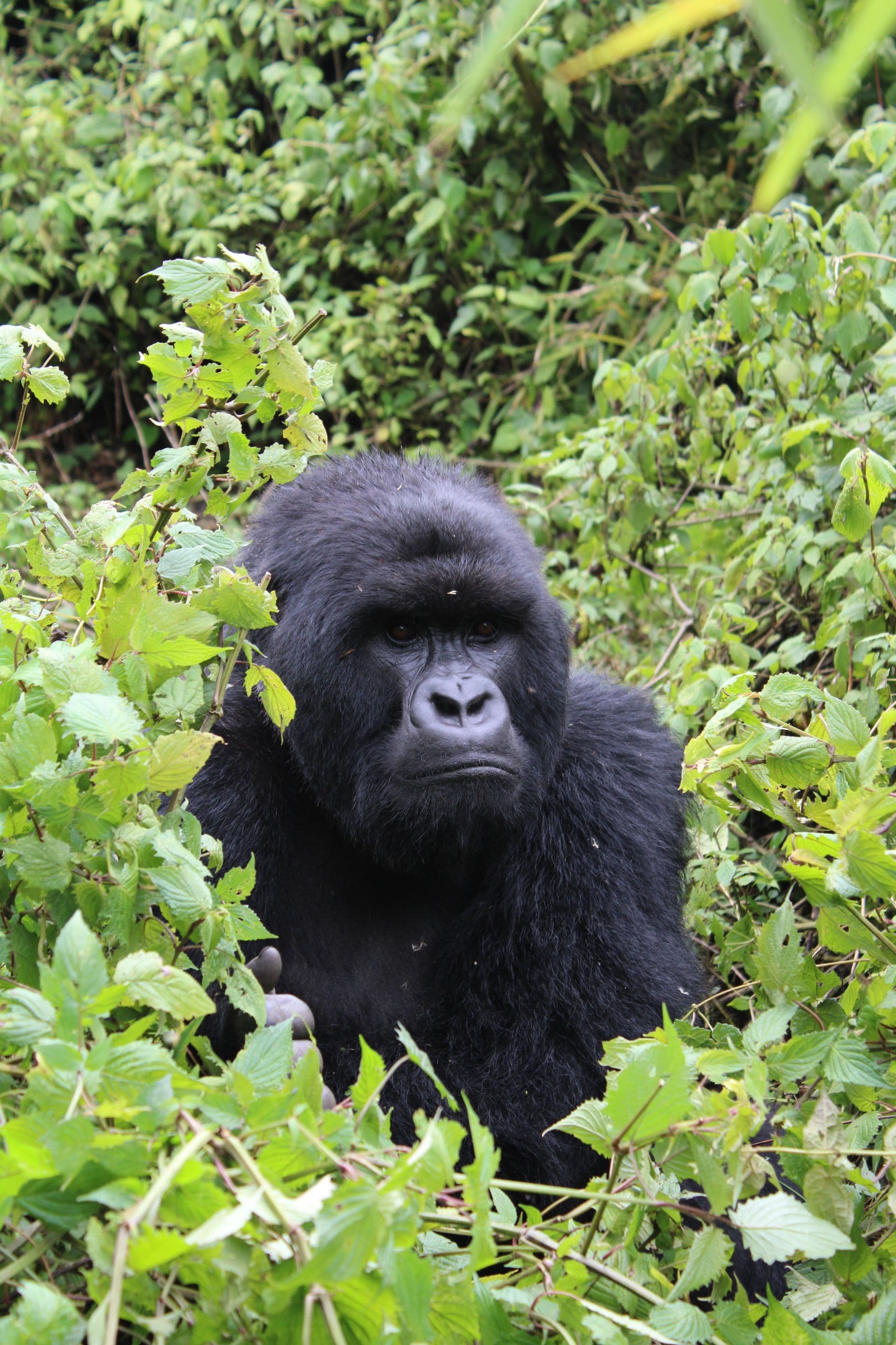 Gorilla habitat in the Virunga foothills