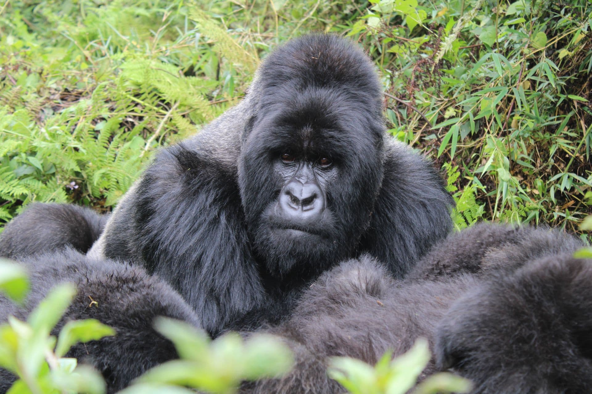 Silverback gorilla in mountain forest