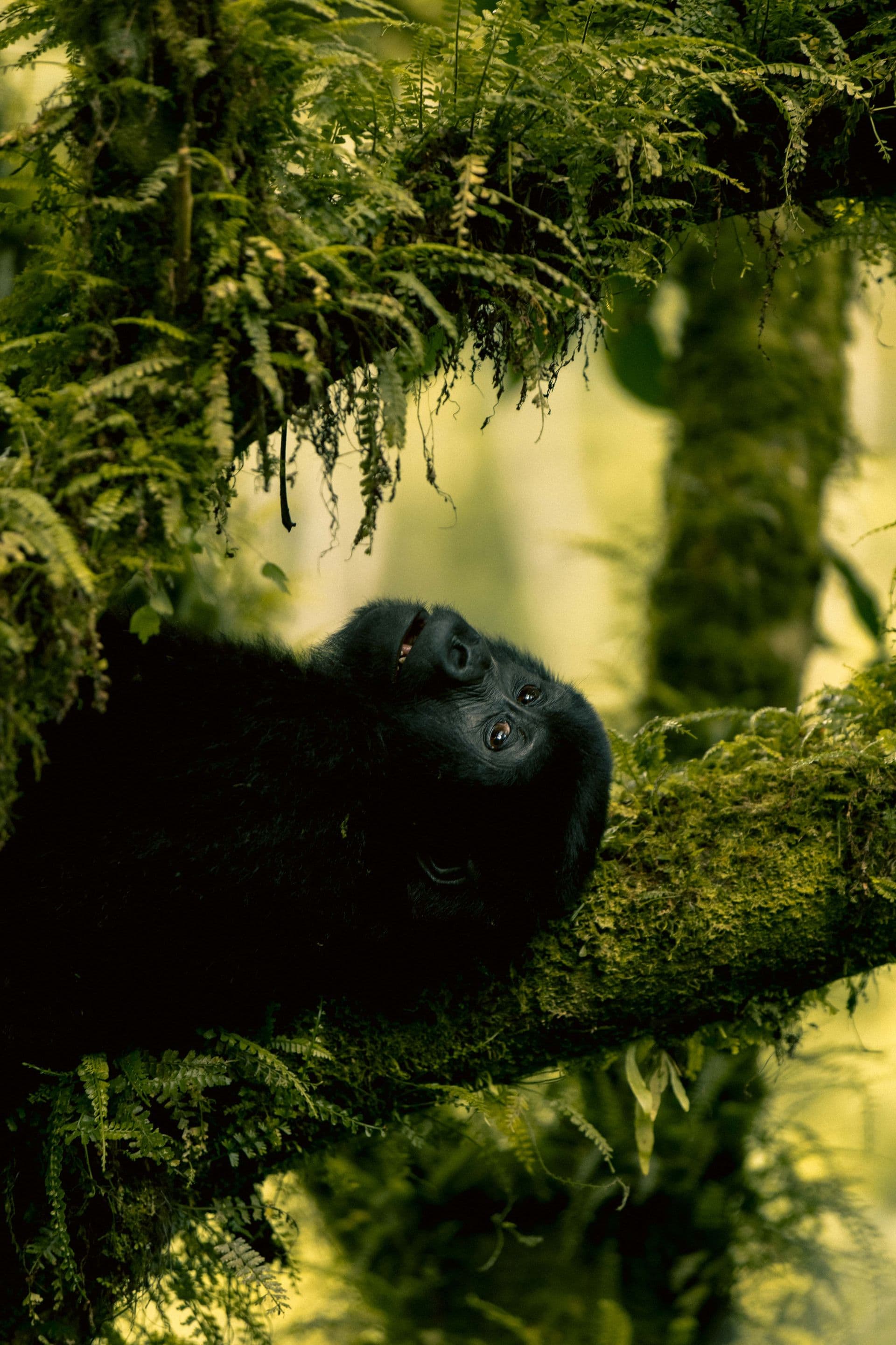 A mountain gorilla resting in dense forest