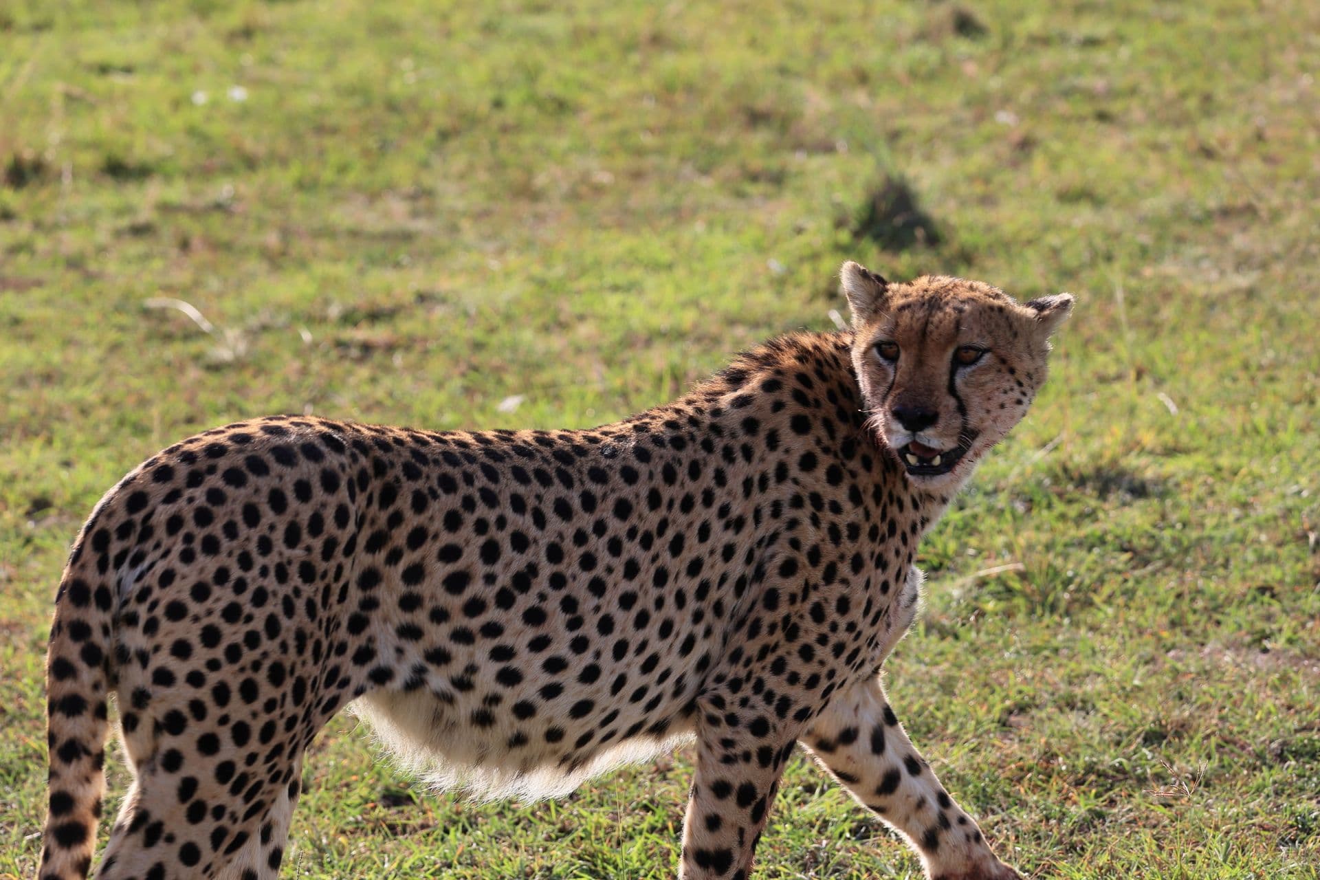 A cheetah photographed in low golden light