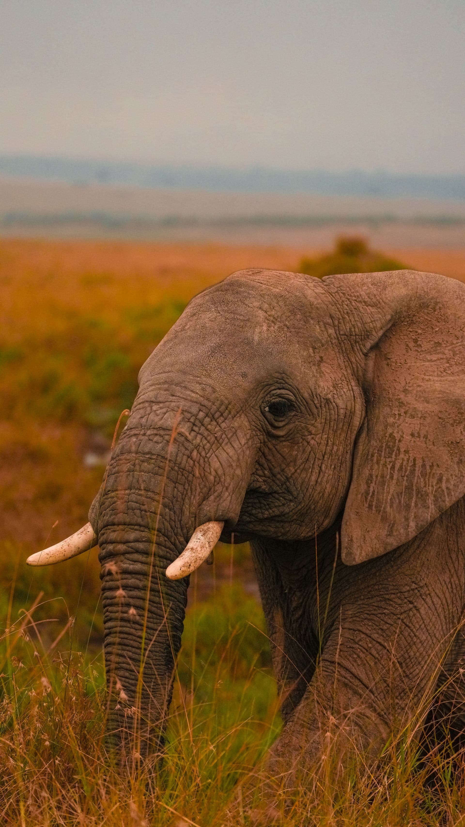 Elephant on the savanna in late afternoon light