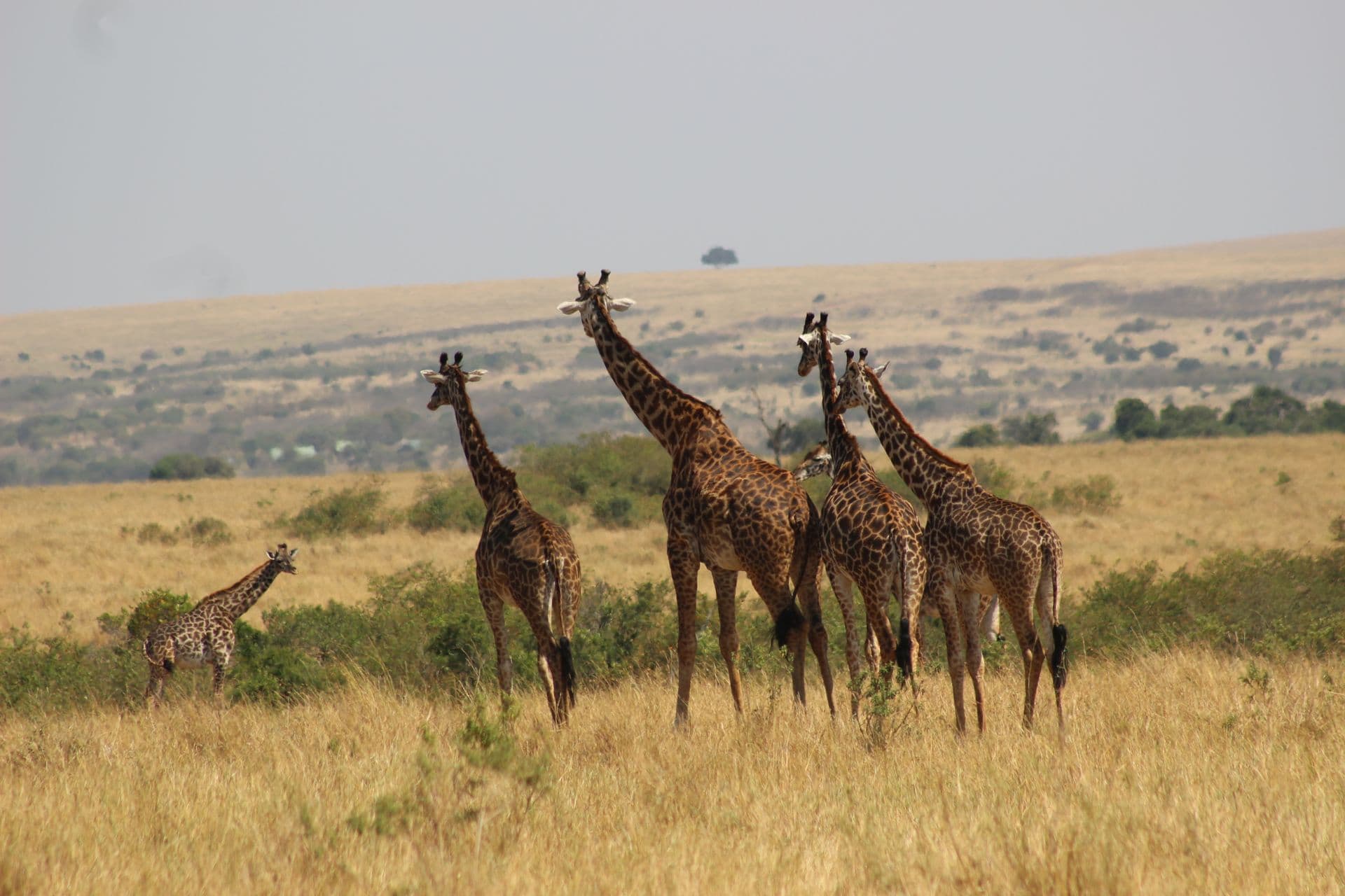 Giraffes standing in dry northern bush