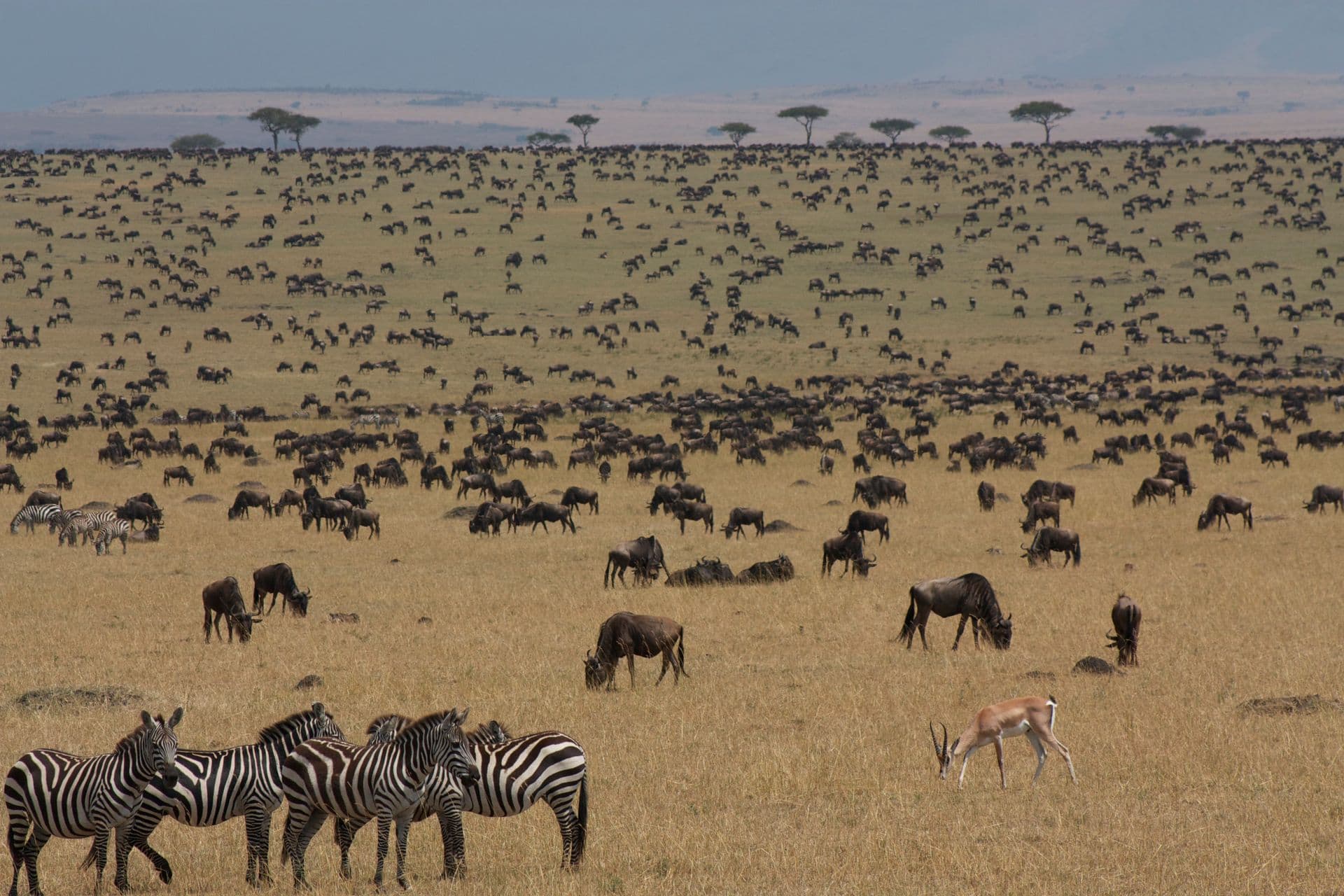 Herd of plains game grazing near Nairobi
