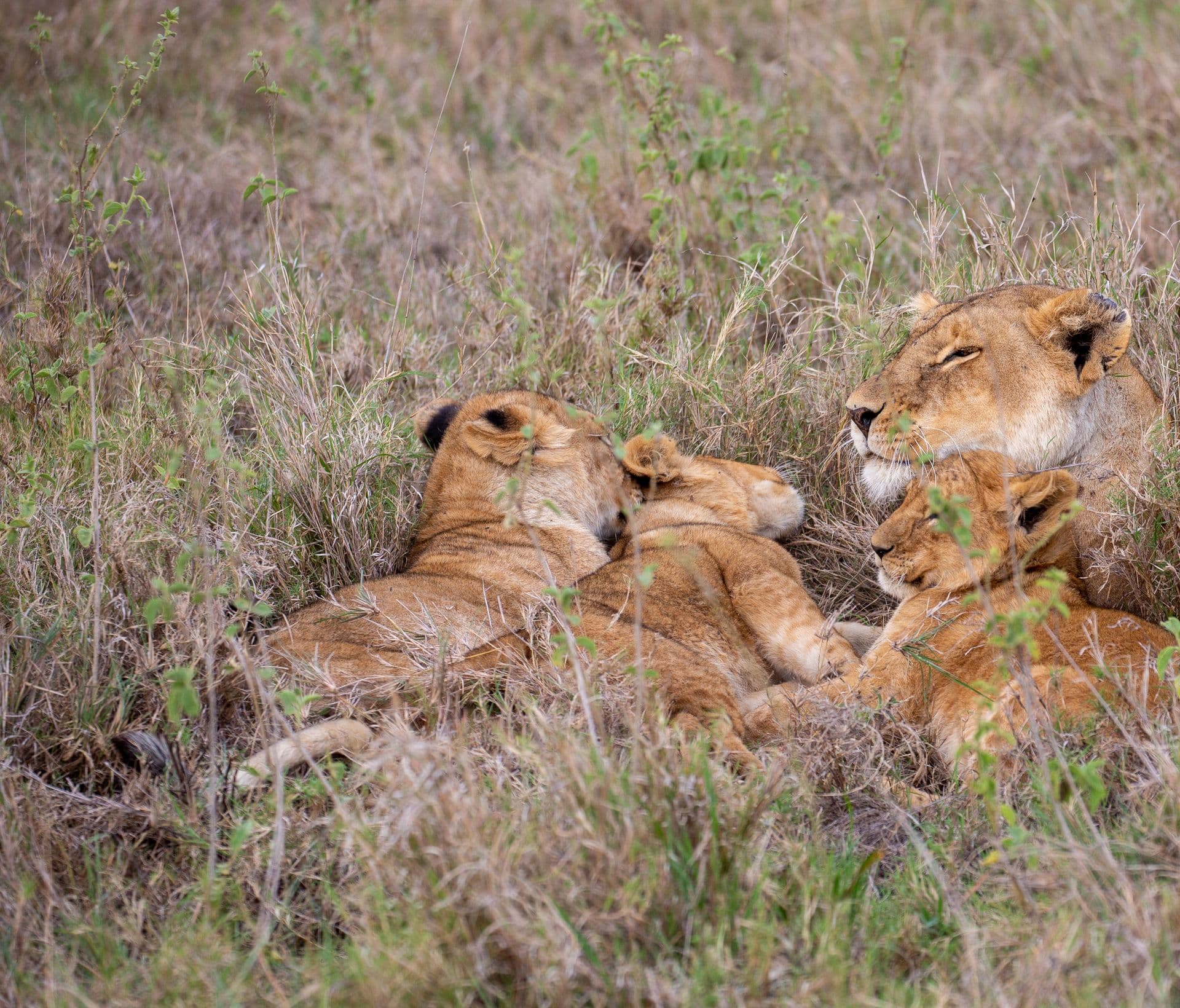A lioness resting with her cubs in the Maasai Mara