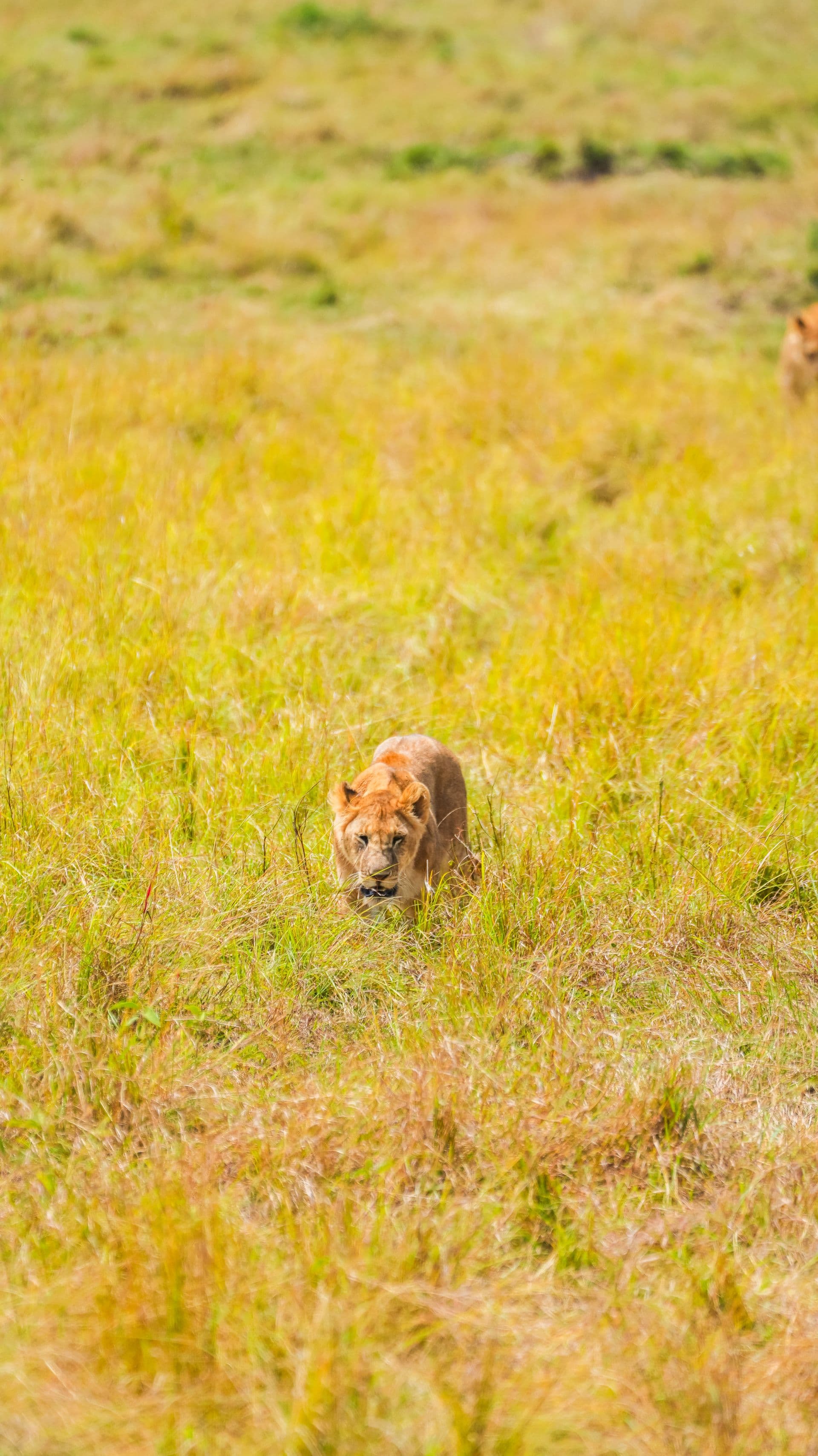 Lions moving through long grass in the Maasai Mara