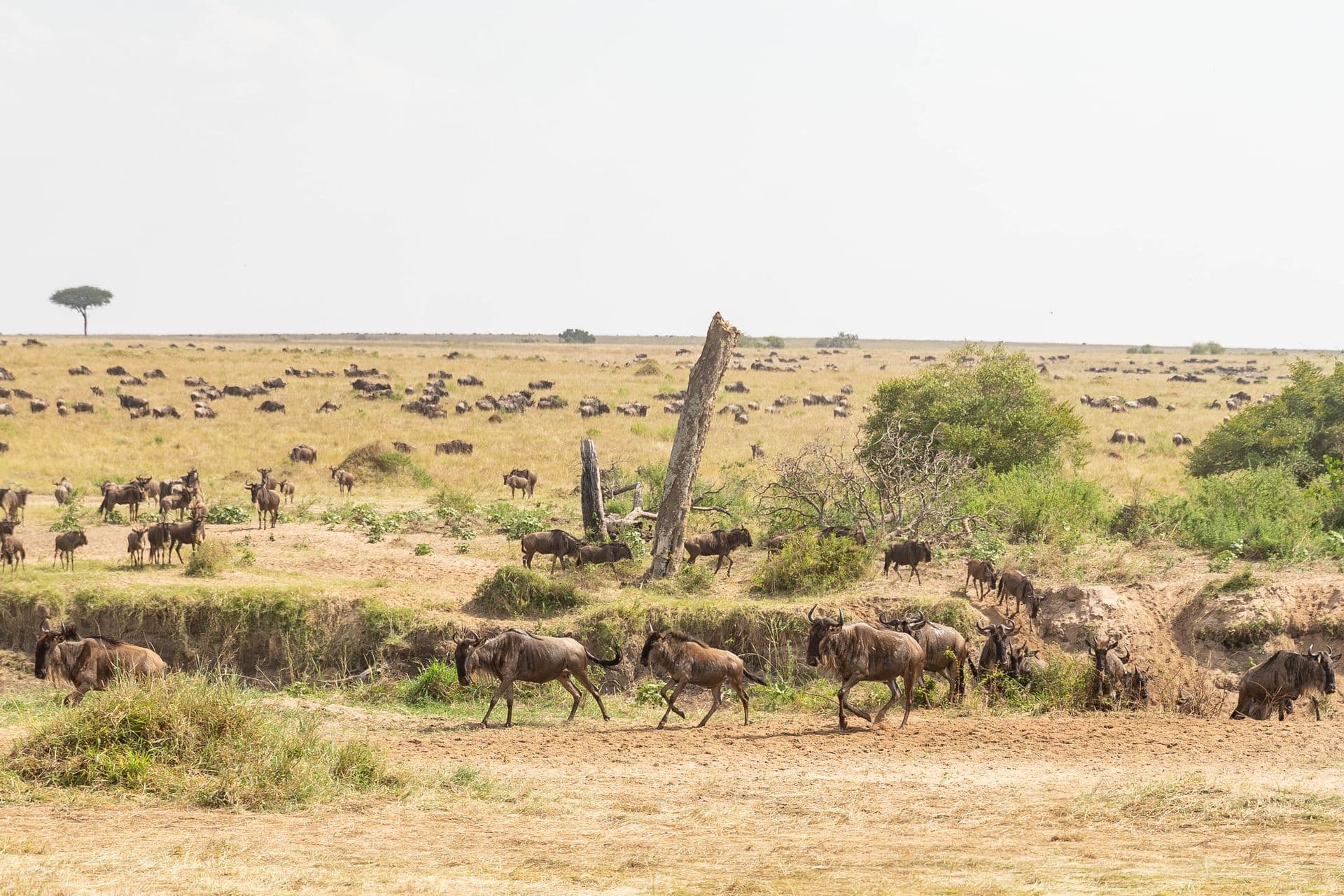 Herds moving across the Maasai Mara