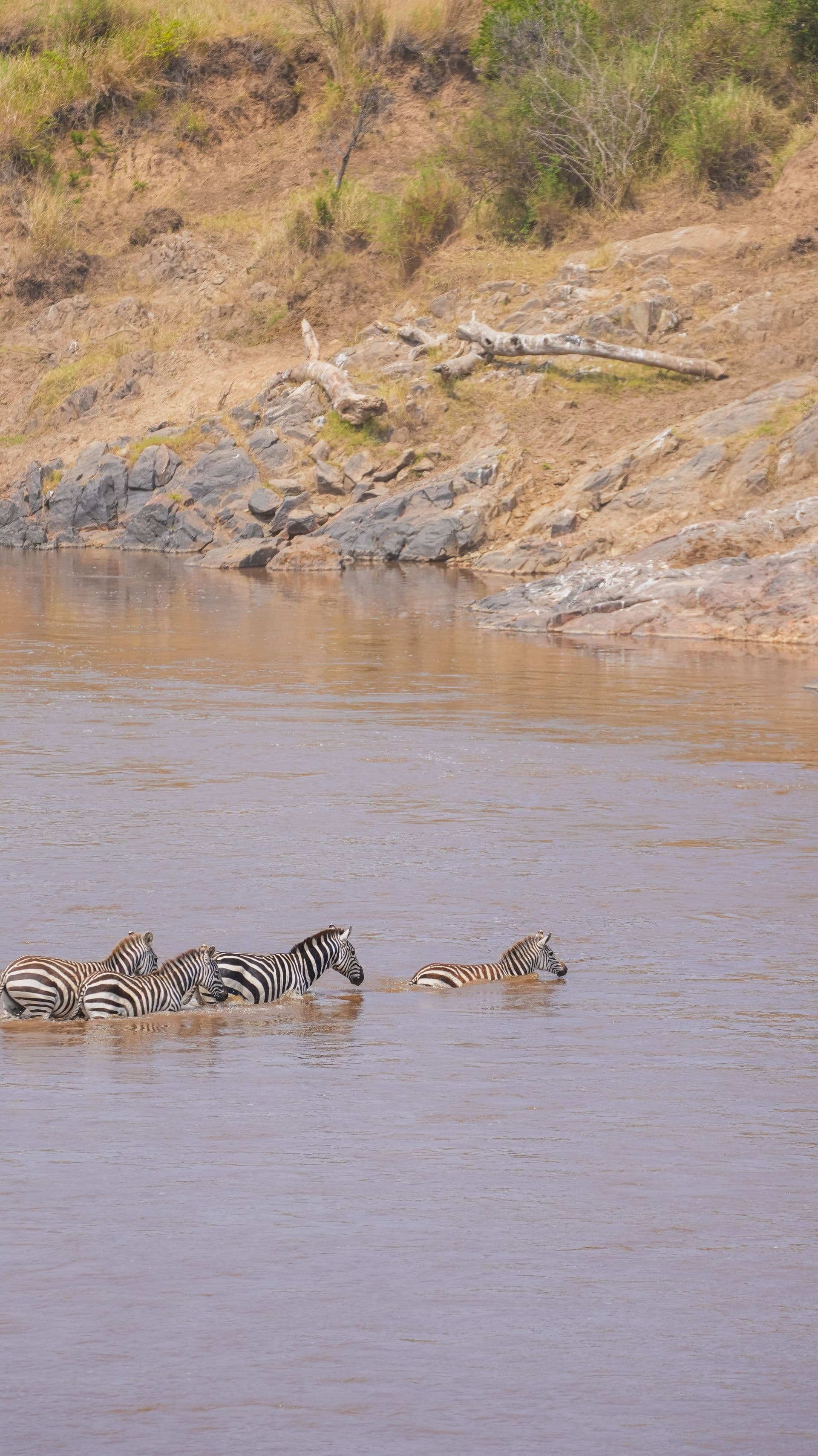 Zebra crossing a river in the Mara