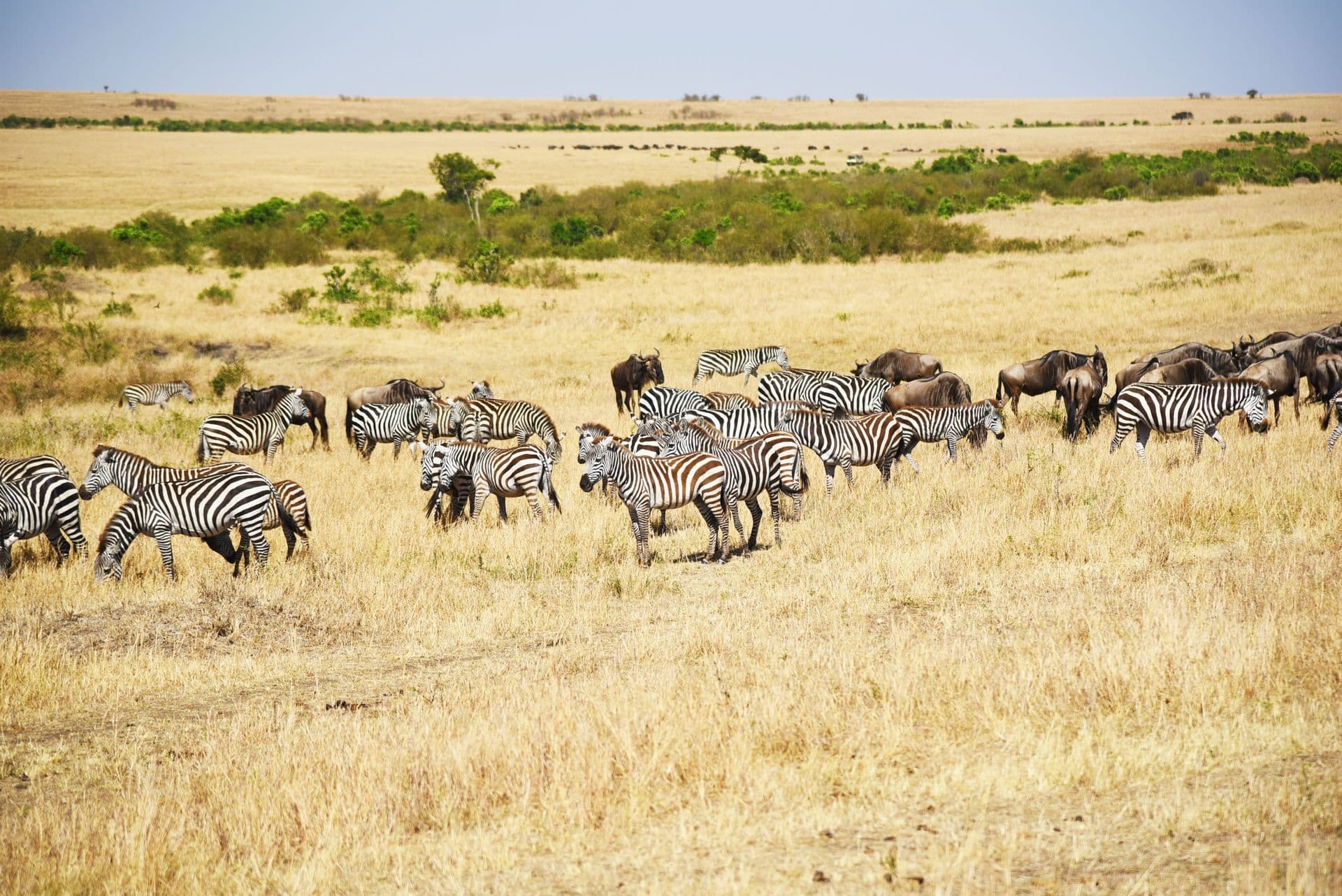 Zebra pattern across open grass