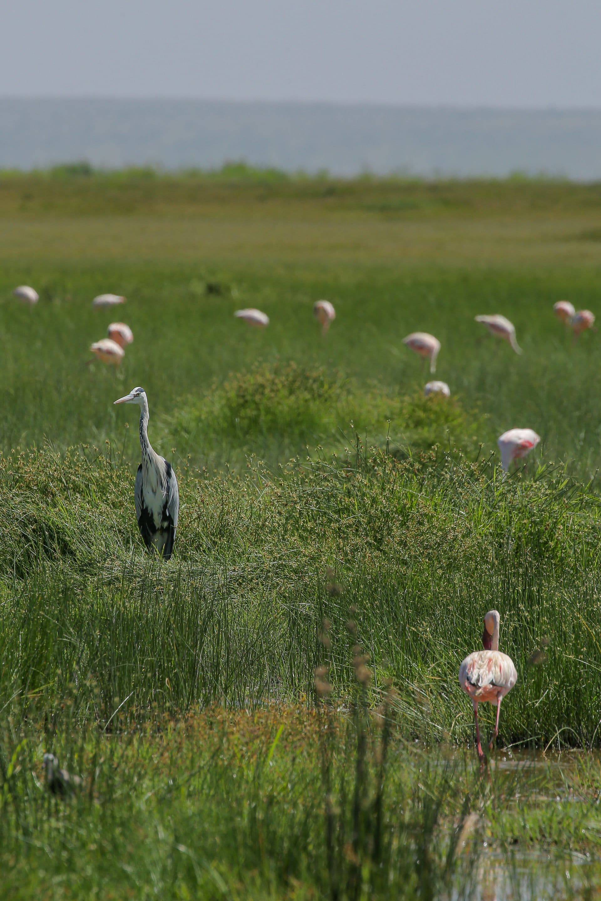Greater flamingos at the edge of Lake Naivasha