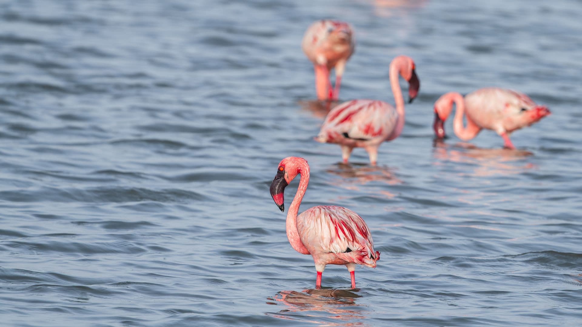 Flamingos wading in shallow lake water