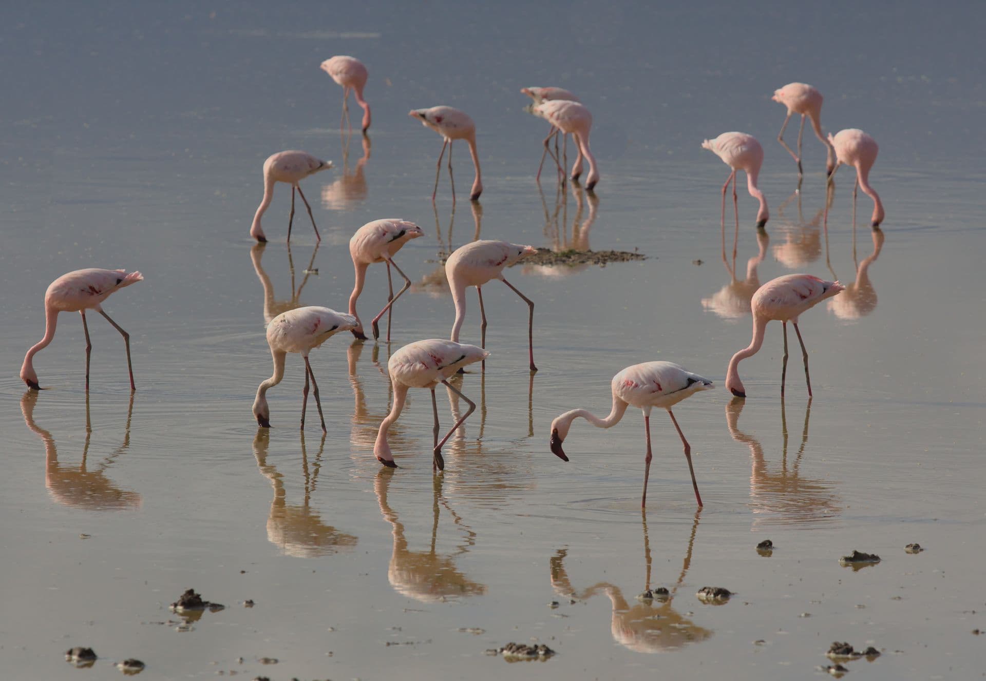 Lesser flamingos feeding in a Rift Valley lake