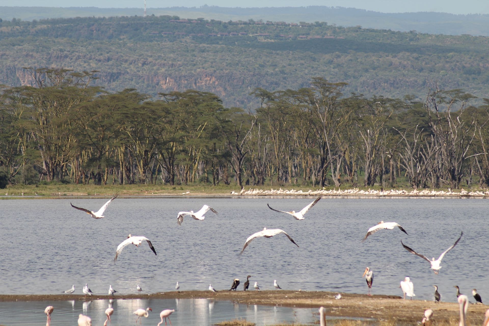 Pelicans over a Rift Valley lake