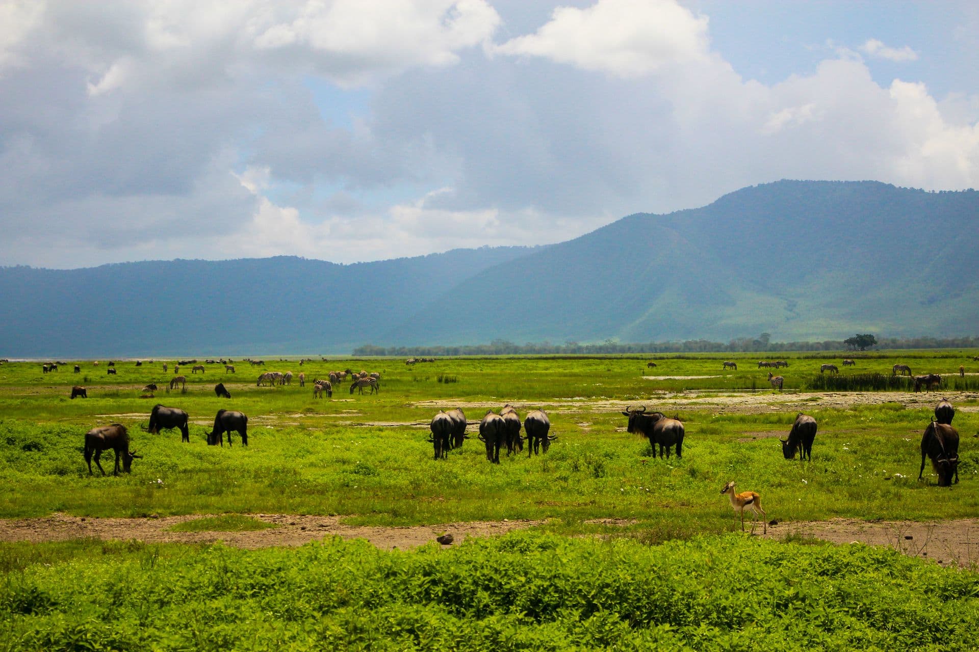 The Ngorongoro Crater floor seen from the rim at dawn