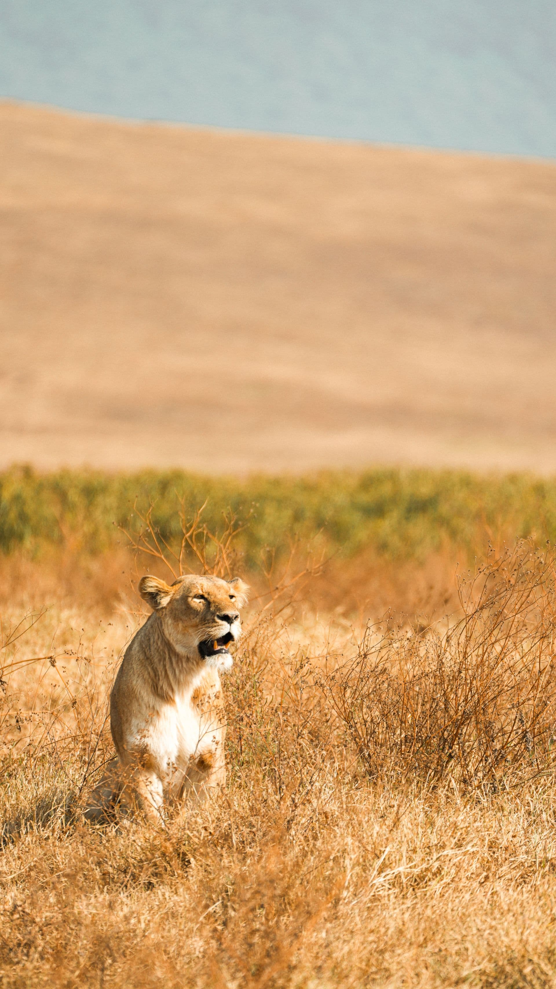 A lioness on the crater floor