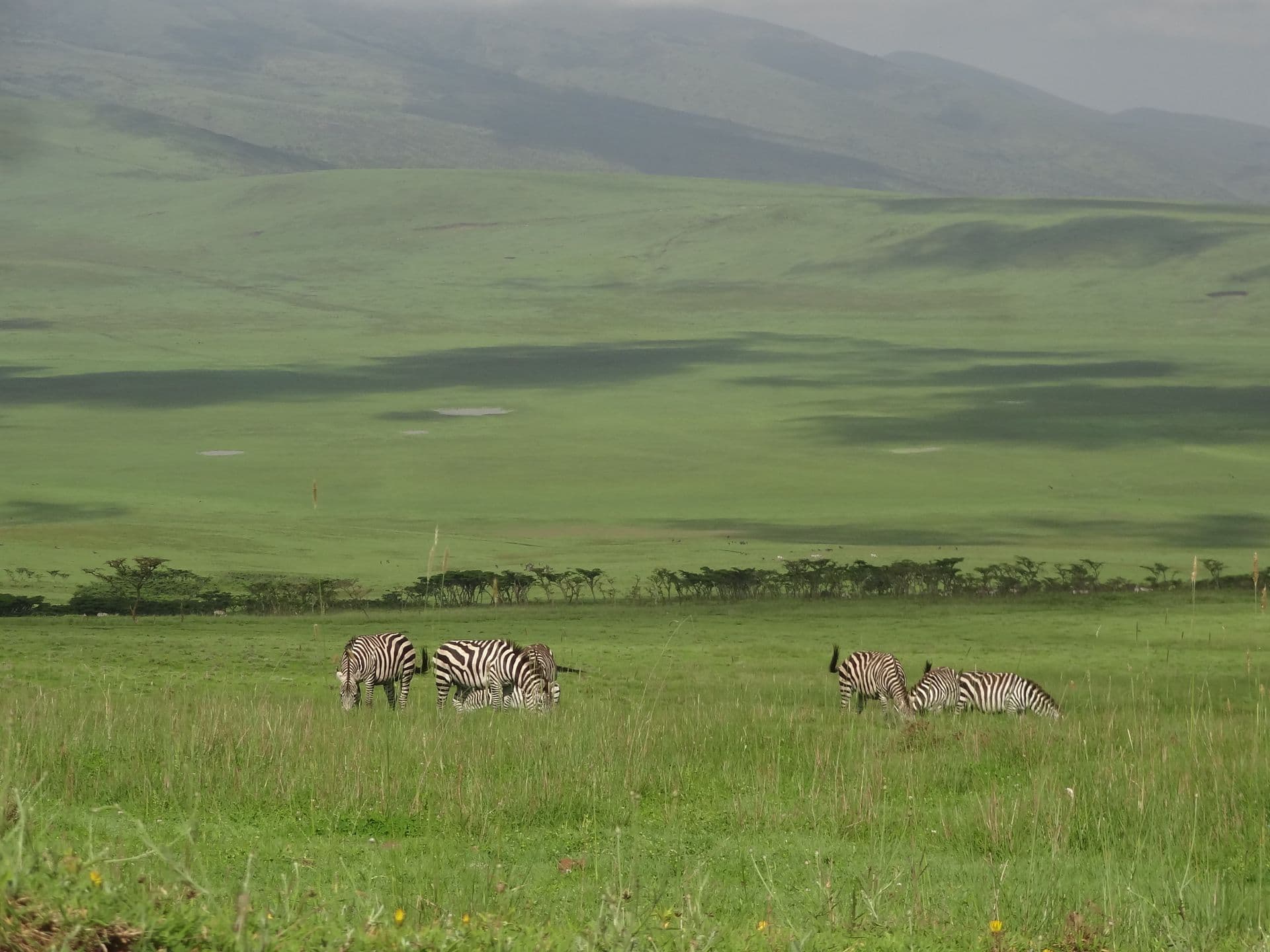 Zebra grazing in the crater