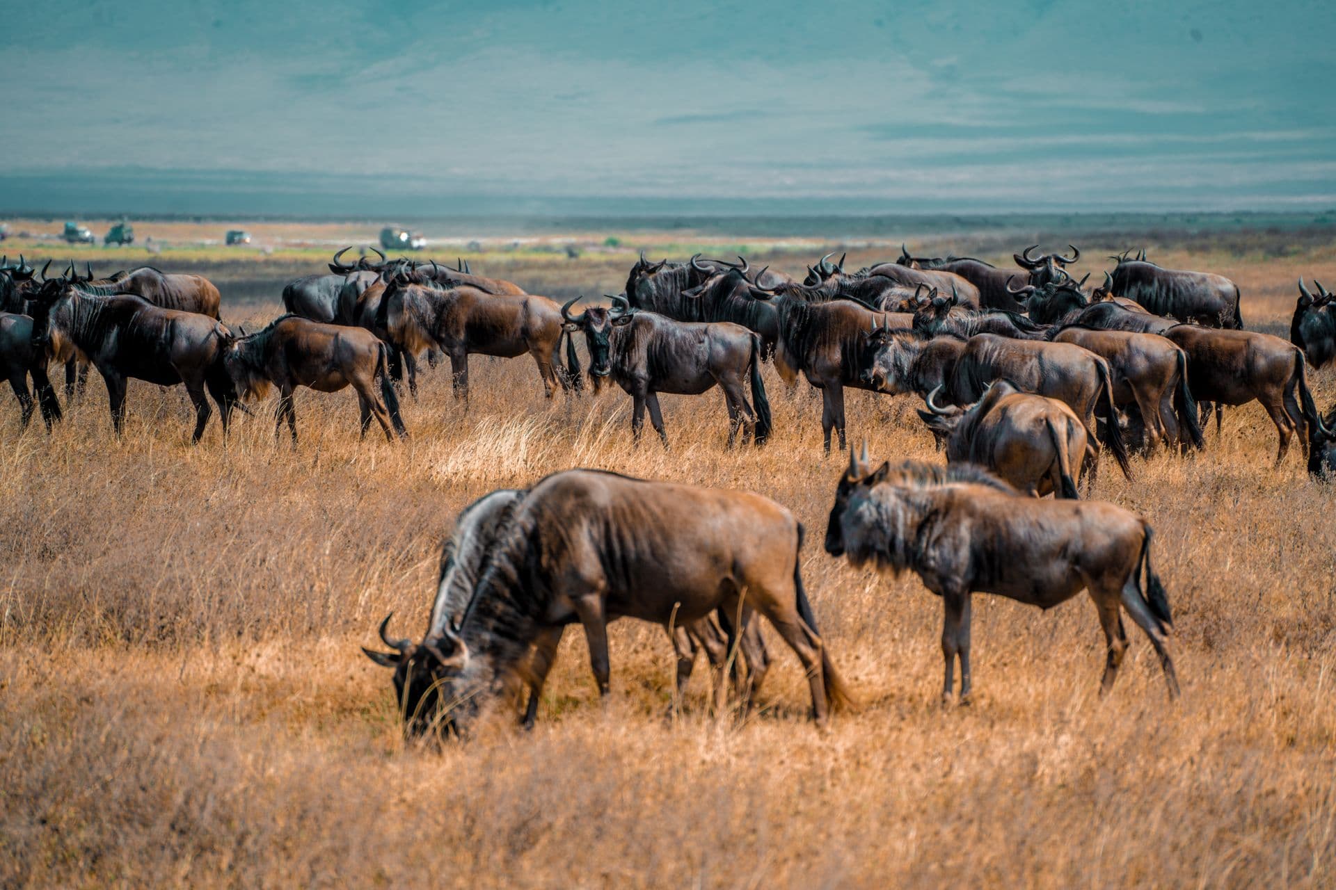 Antelope herd on open savanna