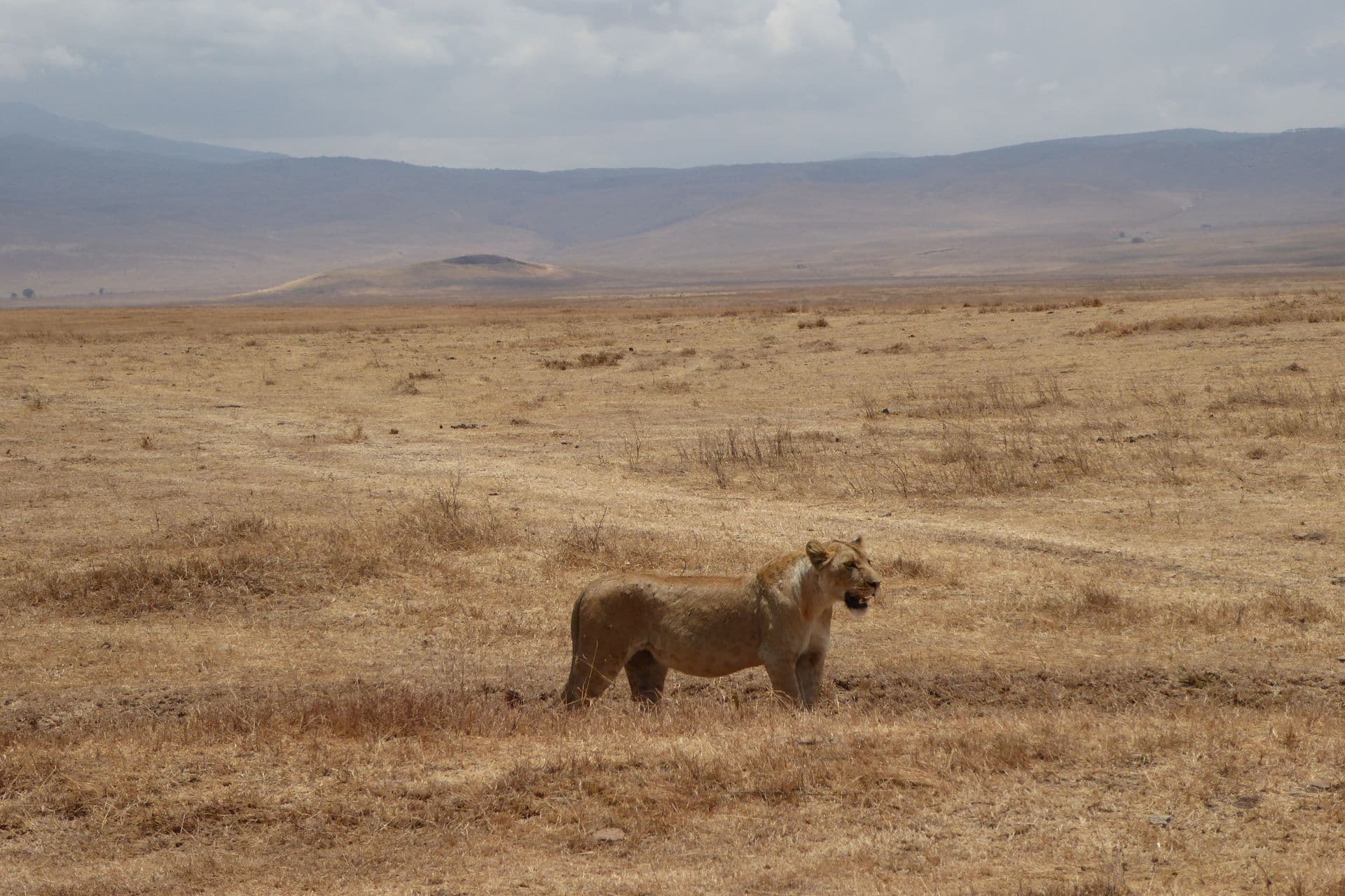 A lioness watching the plains