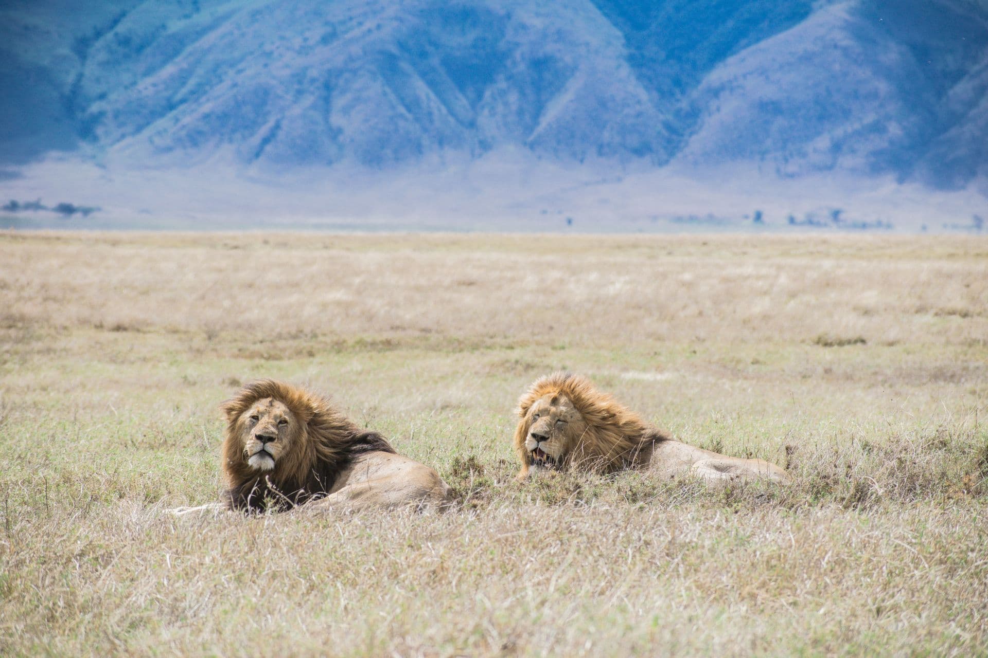 Lions resting in the shade