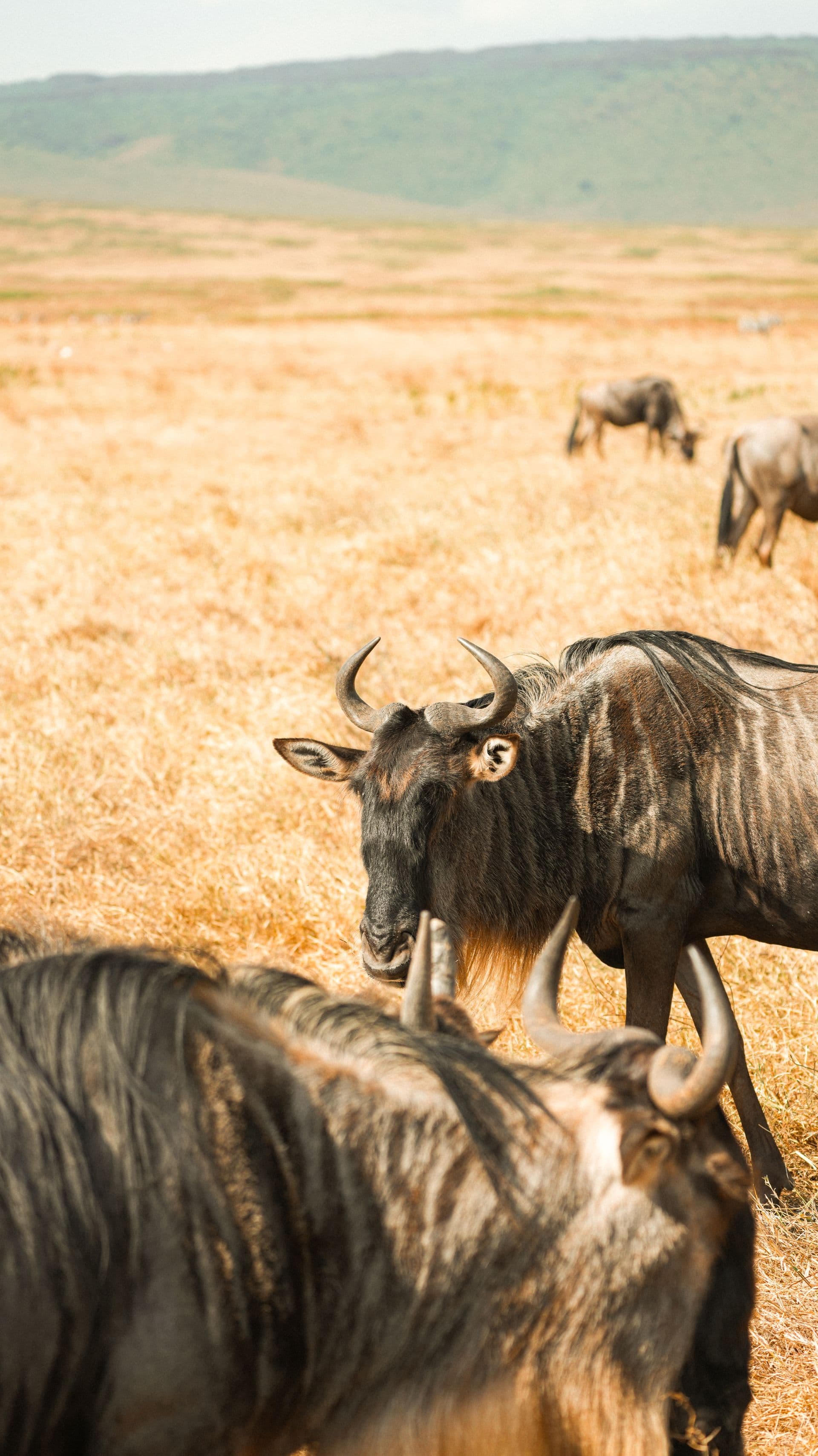 Herds grazing across open savanna at first light