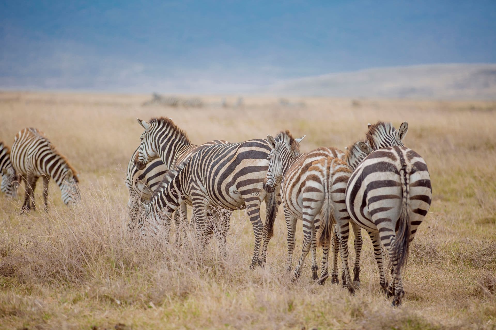 Zebra herd on open grassland