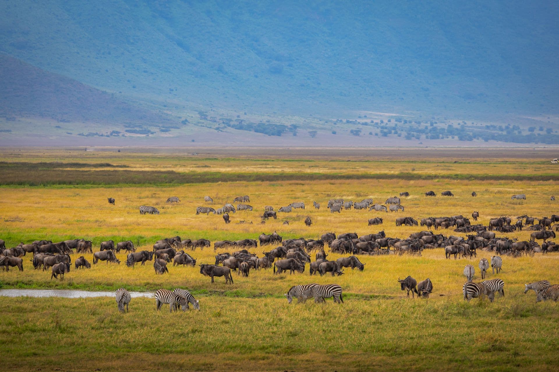Zebra and wildebeest grazing together