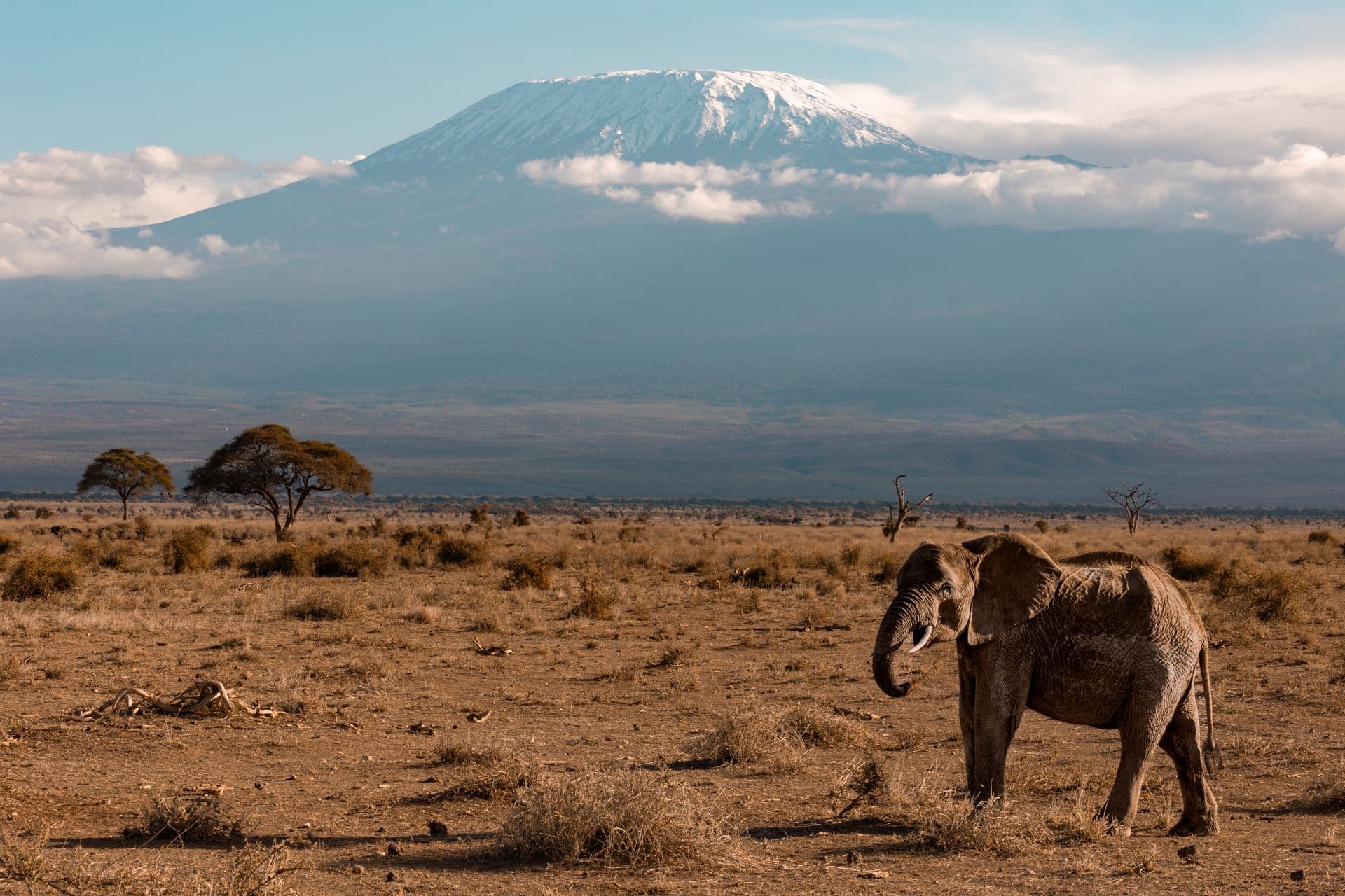 Elephant grazing on open plains