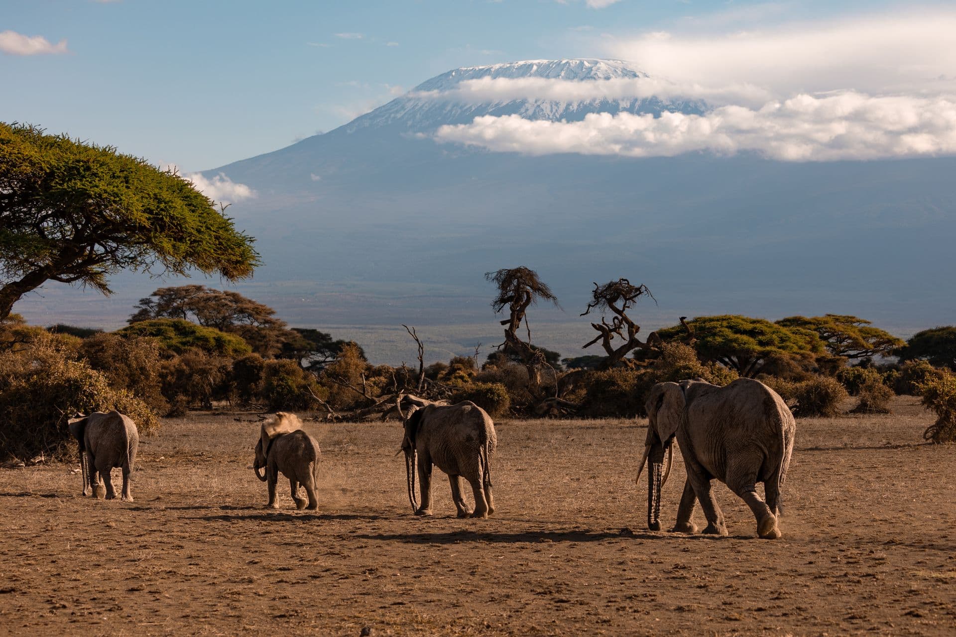 Red elephants walking through Tsavo
