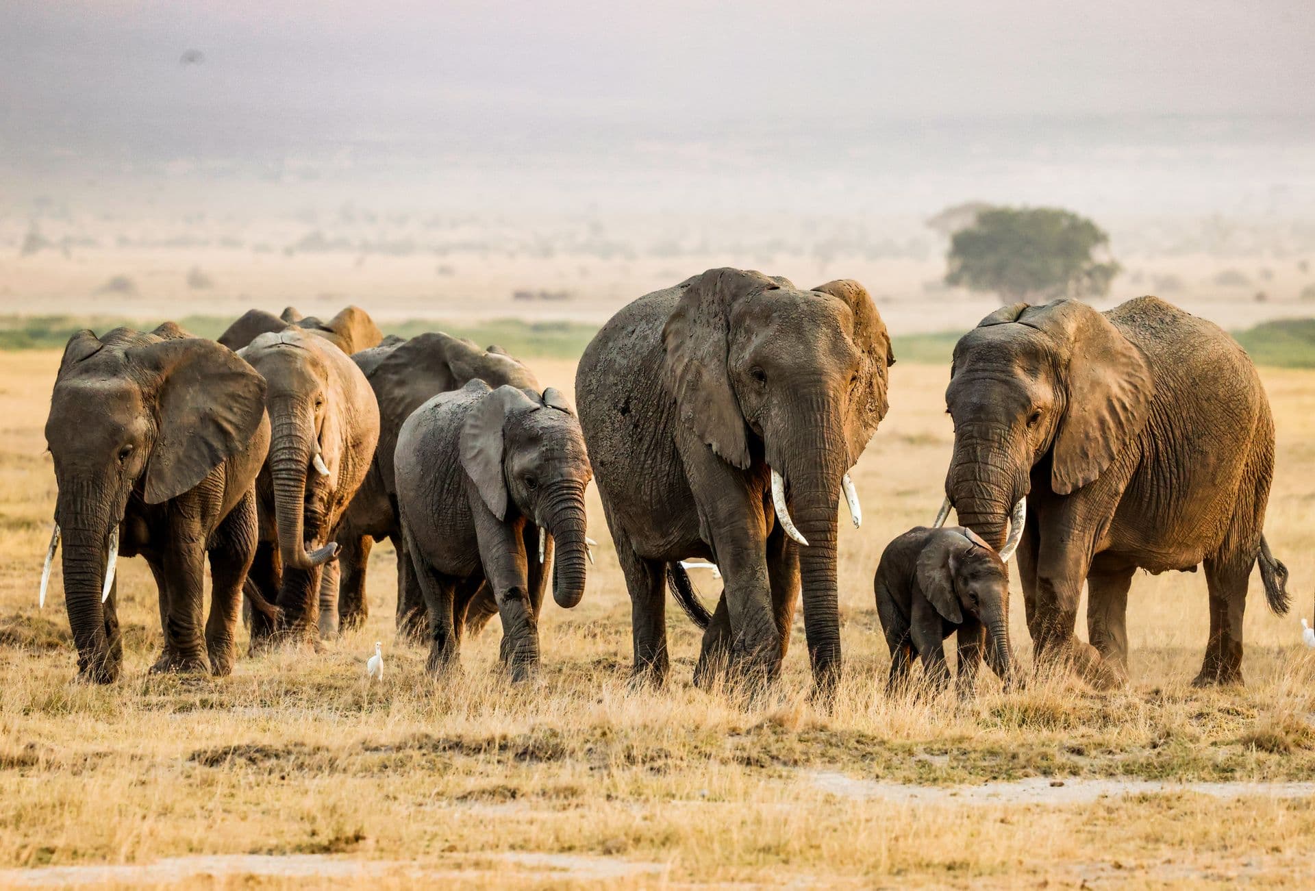 Elephant herd on dusty plains