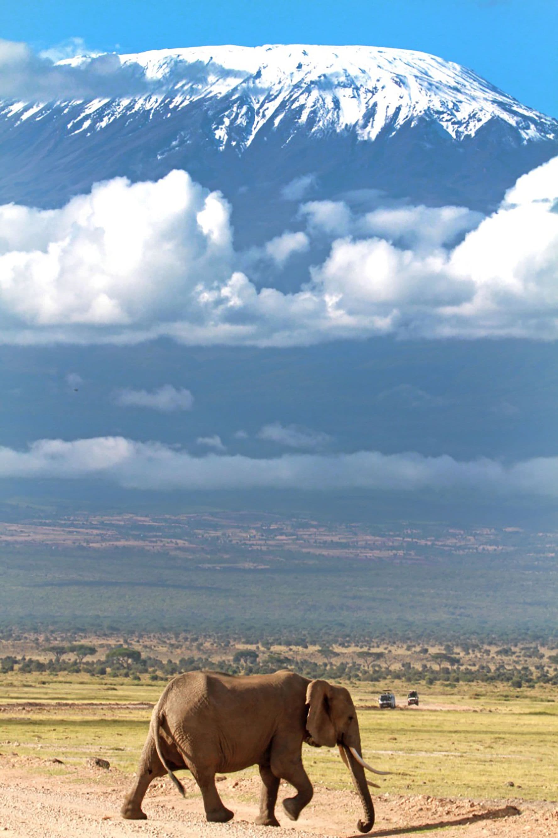 Elephant grazing with a mountain behind