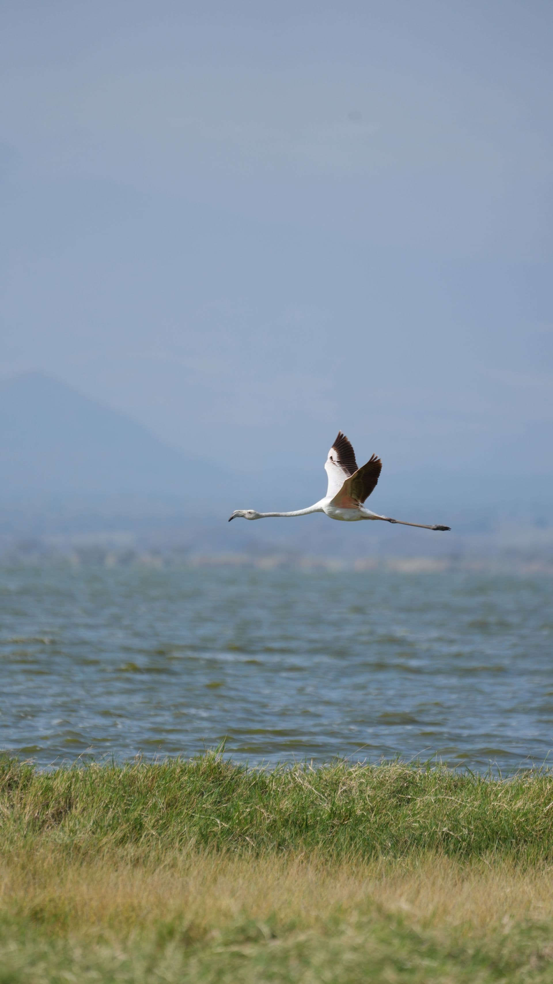 Flamingos in flight over a Rift Valley lake